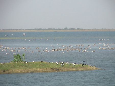 વિદેશી પક્ષીઓનુ આગમન