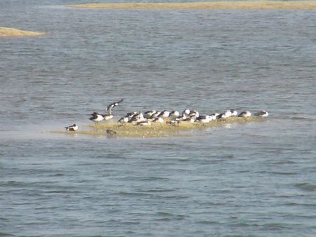 વિદેશી પક્ષીઓનુ આગમન