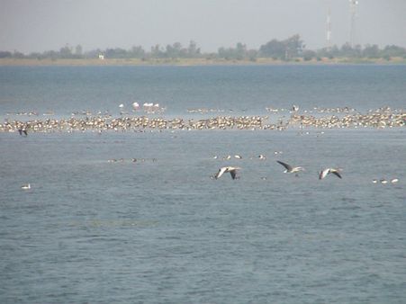 વિદેશી પક્ષીઓનુ આગમન