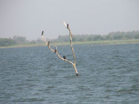 વિદેશી પક્ષીઓનુ આગમન