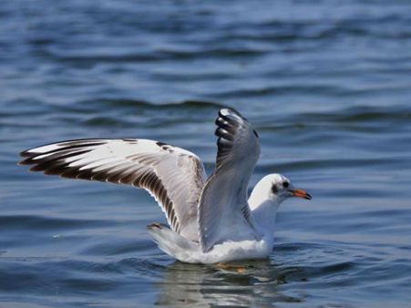 વિદેશી પક્ષીઓનુ આગમન