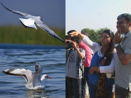 Pics: વઢવાણા સરોવરમાં વિદેશી પંખીઓ પધરાણા