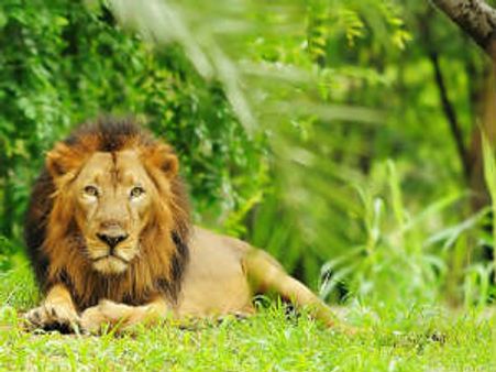 હવે, ગુજરાતમાં પગપાળા વનવિસ્તાર પરિભ્રમણ કરી શકાશે