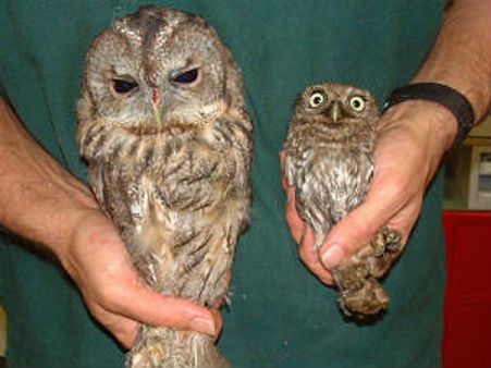 નિશાચર પક્ષી ઘુવડ કેમ થઇ રહ્યું છે ગુજરાતમાંથી લુપ્ત