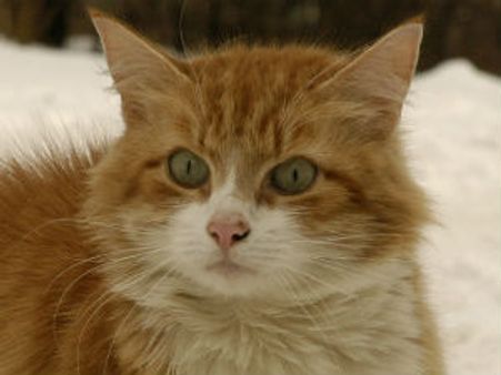 બિલ્લીઓ અંગે થયો ચોંકાવનારો ખુલાસો