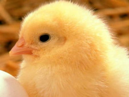 ઘાસચારાની નહી પણ ચિકન-મચ્છીની મહેફિલ માણે છે આ બકરી