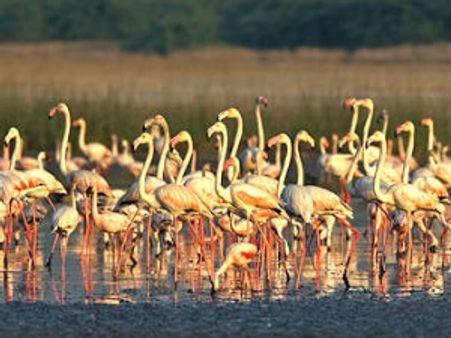 3G બર્ડ વોચર્સ કોન્ફરન્સ: 40 દેશોના 82 જેટલા પક્ષીપ્રેમીઓએ ભાગ લીધો