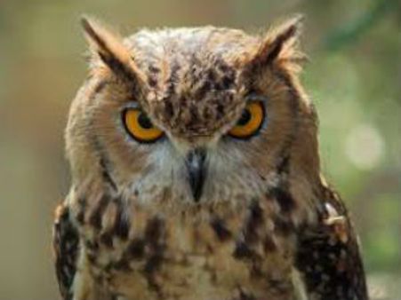 વૈજ્ઞાનિકોએ ખોલ્યું ઘુવડનું માથુ ફેરવવાનું રહસ્ય