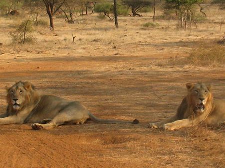 ગીર અભ્યારણ્ય, જુનાગઢ ગીર અભ્યારણ્ય, જુનાગઢ