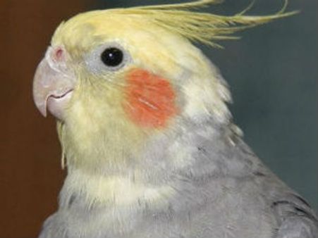 એક પોપટે બચાવ્યો માલિકનો જીવ