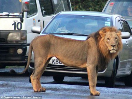 આ સાવજોએ ધબકારાની સાથે ટ્રાફિકને પણ એક સમયે રોકી દીધો