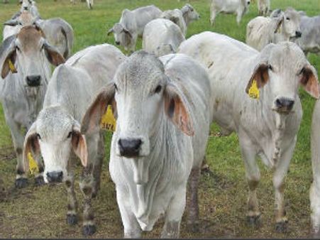 લઘુમતીઓને સરકારની સલાહ, લોહી વધારવા માટે ગૌમાંસ ખાવ