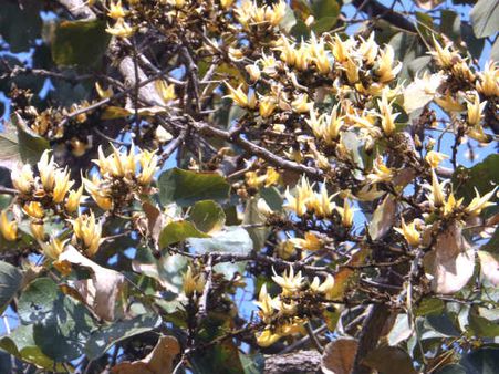 ગુજરાતની ગોદમાં છૂપાયેલું જાંબુઘોડા, જ્યાં સફેદ કેસુડો મહેકાવે છે તેની મહેક