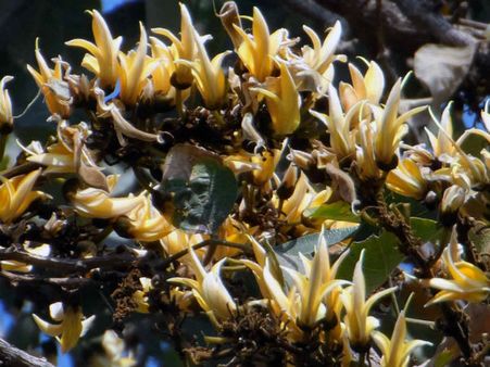 ગુજરાતની ગોદમાં છૂપાયેલું જાંબુઘોડા, જ્યાં સફેદ કેસુડો મહેકાવે છે તેની મહેક