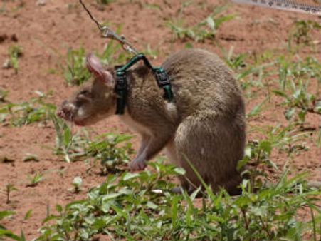 બારૂદી સુરંગો સાથે બાથ ભીડતા 'બહાદૂર' ઉંદરો