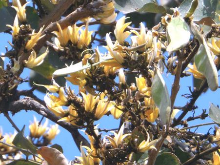 ગુજરાતનું જાંબુઘોડા, જ્યાં સફેદ કેસુડો મહેકાવે છે તેની મહેક