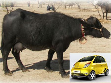 ‘નેશનલ બફેલો’ બનેલી કચ્છના બન્નીની ભેંસ નેનો કરતાં પણ મોંઘેરી