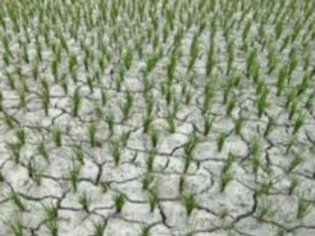 CAGનો નવો ખુલાસોઃ હવે ખેડુત દેવું માફી સ્કીમમાં ગોટાળો