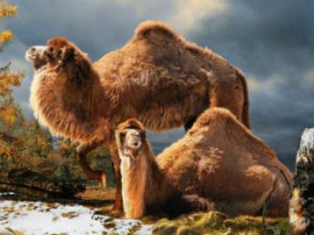 વિશાળકાય આર્ક્ટિક ઉંટના અવશેષ શોધાયા