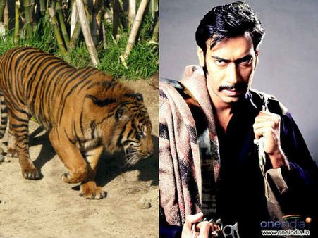 અમિતાભની જેમ વાઘ સામે બાથ ભીડશે અજય દેવગણ