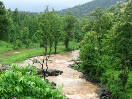 International Forests Day : એક વૃક્ષ એક વર્ષમાં 100 કિલો ઓક્સિજન આપે છે, જાણો શું છે દુનિયાના જંગલોની હાલત