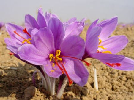 આણંદ કૃષિ યુનિ.ને કાશ્મીરી કેસરના ફુલો ખીલવવામાં મળી સફળતા