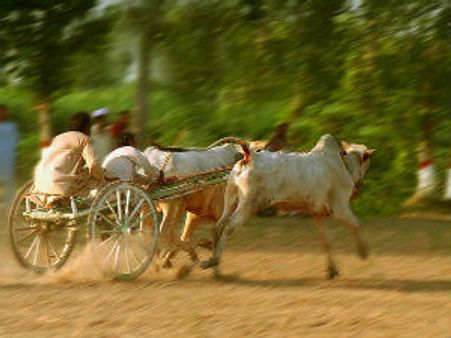 ડાંગ દરબાર 2013ની ઉજવણીમાં ગ્રામ્ય ઓલિમ્પિક્સનો આરંભ