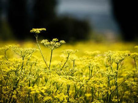 ગુજરાતમાં ખેડૂતો ઔષધિય ખેતી વિશે માહિતગાર હોવા જોઇએ