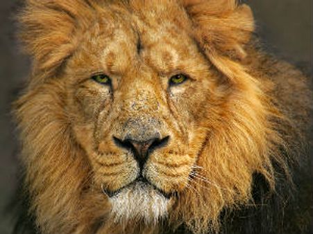 ગુજરાતમાં છેલ્લા બે વર્ષમાં 92 એશિયન સિંહો મરી ગયા