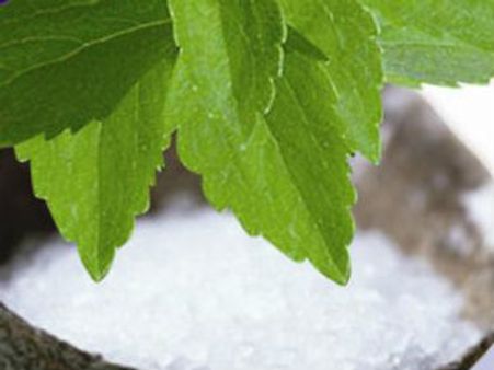 વાઘોડિયાના પિતા-પુત્રએ સ્ટિવિયાની સફળ ખેતી કરી