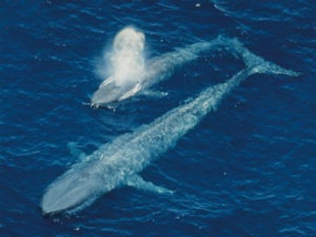 એન્ટાર્કટિકામાં પહેલીવાર રેકોર્ડ થયો વહેલનો અવાજ