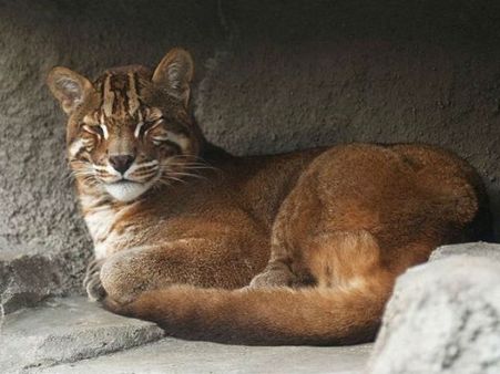 વિષ્ણુપુરની આસપાસના પર્યટન સ્થળ