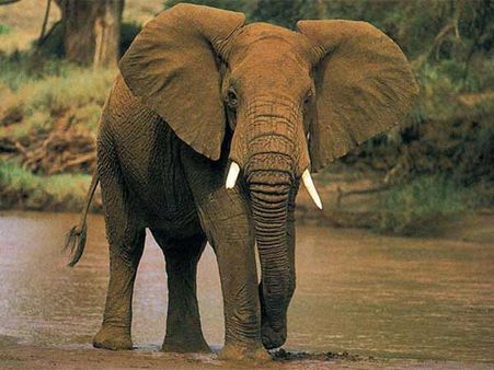 હાથીની સવારી