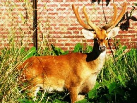 અહીં હરણ કરે છે ડાન્સ એ પણ દેશી બીટ્સ પર