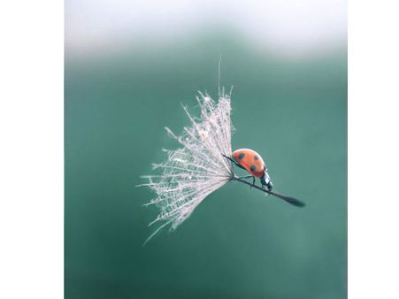 ક્યારેય જોઇ છે તસવીર ખેંચવાની આવી ટાઇમિંગ