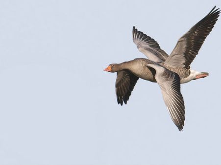 ક્યારેય જોઇ છે તસવીર ખેંચવાની આવી ટાઇમિંગ