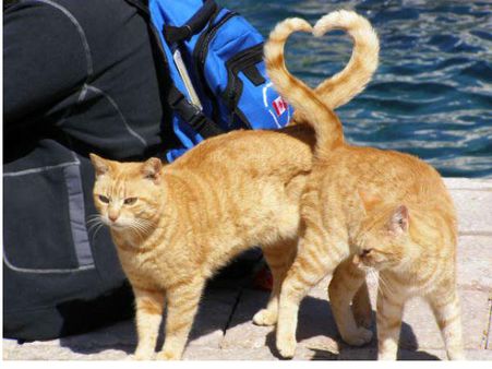 ક્યારેય જોઇ છે તસવીર ખેંચવાની આવી ટાઇમિંગ