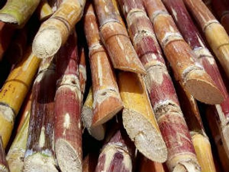 પોપટલાલની જીંદગી છે શેરડી ના સાંઠા જેવી...!