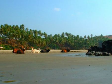 ગોવા, એક શાનદાર ડેસ્ટિનેશન