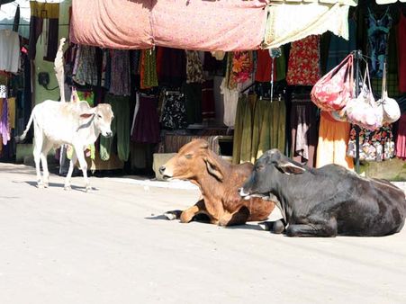 ભારતની 10 ખરાબ બાબતો જેને તમે કરશો 'hate'