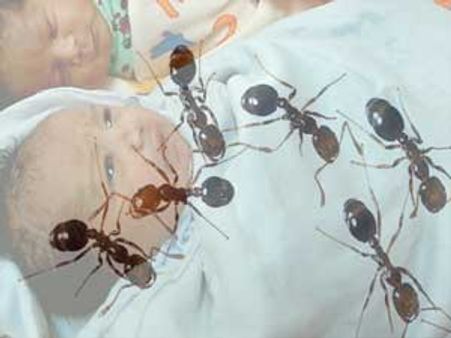 હોસ્પિટલની બેદરકારી, નવજાત બાળકીની આંખો ખાઇ ગઇ કીડીઓ