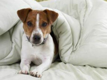 જ્યાં કુતરાં અને બિલાડીઓ ઉંઘે છે ગાદલા પર