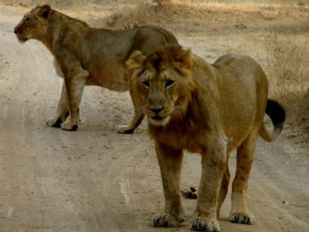 સુપ્રીમ કોર્ટનો ચુકાદો, ગીરમાંથી મધ્યપ્રદેશમાં સિંહોનું સ્થળાંતર કરાશે