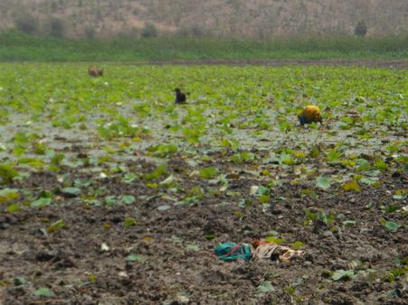 ડેસર ભયાવહ ભૂતકાળ ભુલાવી ઝંખે છે વિકાસનો પથ ડેસર ભયાવહ ભૂતકાળ ભુલાવી ઝંખે છે વિકાસનો પથ