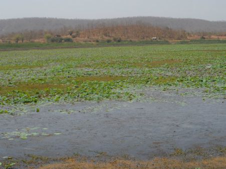 ડેસર ભયાવહ ભૂતકાળ ભુલાવી ઝંખે છે વિકાસનો પથ ડેસર ભયાવહ ભૂતકાળ ભુલાવી ઝંખે છે વિકાસનો પથ