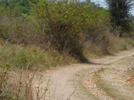 ડેસર ભયાવહ ભૂતકાળ ભુલાવી ઝંખે છે વિકાસનો પથ ડેસર ભયાવહ ભૂતકાળ ભુલાવી ઝંખે છે વિકાસનો પથ