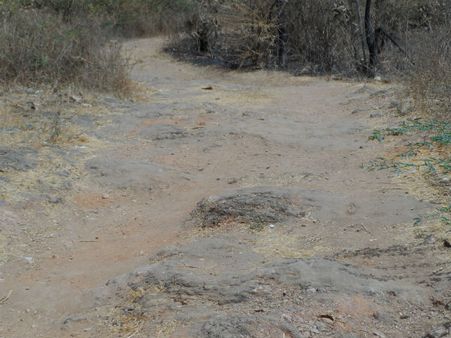 ડેસર ભયાવહ ભૂતકાળ ભુલાવી ઝંખે છે વિકાસનો પથ ડેસર ભયાવહ ભૂતકાળ ભુલાવી ઝંખે છે વિકાસનો પથ