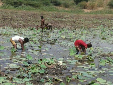 ડેસરવાસીઓની વ્યથા, 'વૈભવી જીવન તો દૂર સાદુ જીવન મળે તો પણ બસ'
