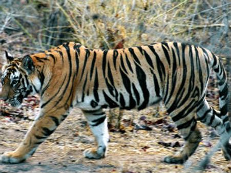 શુભ સંકેતઃ દેશમાં વધી રહી છે વાઘોની સંખ્યા