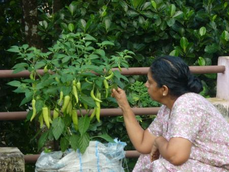 આ ઉનાળામાં ઠંડક મેળવવા તૈયાર કરો ટેરેસ કિચન ગાર્ડન